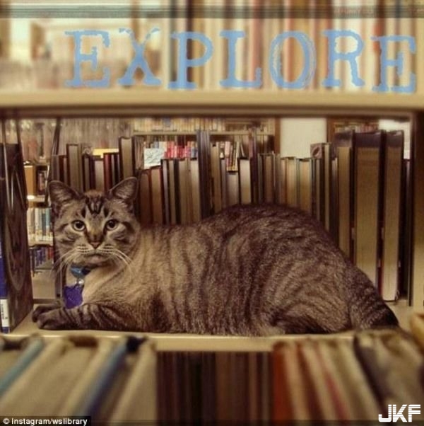 貓咪在圖書館任職6年 近日卻慘遭開除